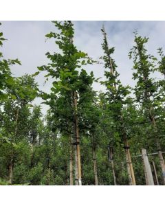 Carpinus betulus 'Rockhampton Red'