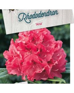 Rhododendron (P) 'Al's Picotee'