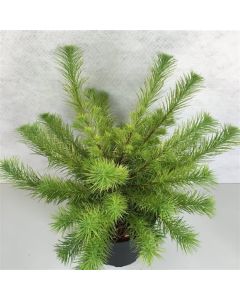 Larix kaempferi 'Magic Gold'