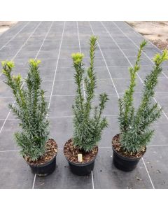 Taxus baccata 'White Hedge'