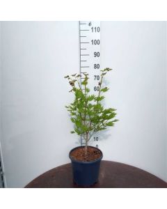 Acer shirasawanum Moonrise