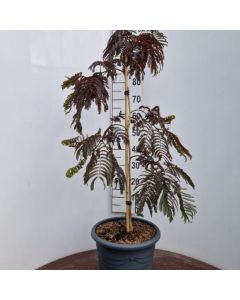 Albizia julibrissin Chocolate Fountain