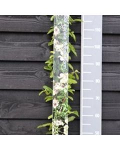Akebia quinata 'Cream Form'