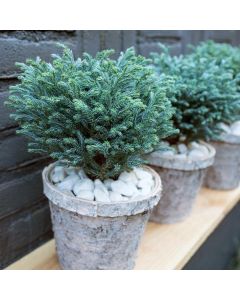 Chamaecyparis pisifera 'Blue Planet'