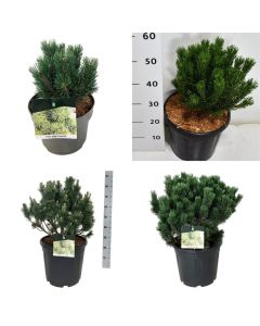 Pinus mugo 'Limerick'