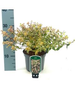 Abelia grandiflora 'Radiance'