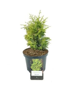 Chamaecyparis obtusa 'Melody'