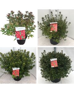 Rhododendron (AJ) 'Radja'