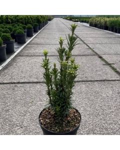 Cephalotaxus harringtonii 'Taranto'