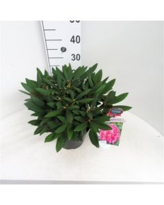Rhododendron (Y) 'Bohlken's Lupinenberg'
