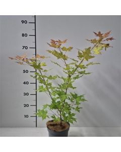 Acer truncatum 'Volcano'