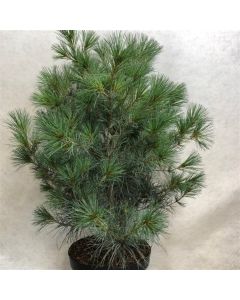 Pinus sylvestris 'Bennett Compact'