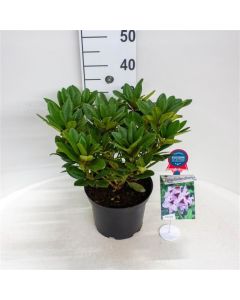 Rhododendron 'Hachmann's Metallica'