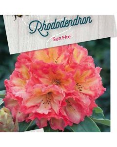 Rhododendron (AJ) 'Sandys Fire'