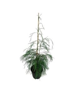 Chamaecyparis lawsoniana 'Drooping Solo'