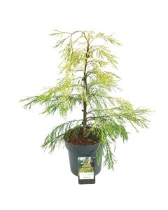 Chamaecyparis lawsoniana 'Karaca'