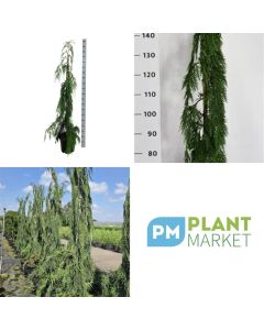 Chamaecyparis nootkatensis 'Moonshot'