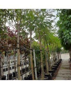 Albizia julibrissin 'Rouge de Tuilière'