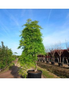 Acer palmatum 'Shinonome'