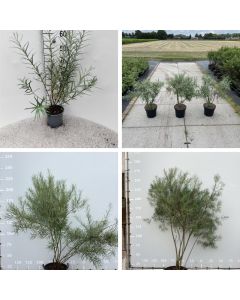 Salix elaeagnos 'Angustifolia'
