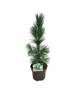 Pinus flexilis 'Vanderwolf's Pyramid'