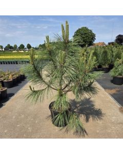 Pinus nigra laricio