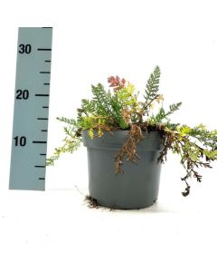 Achillea 'Alabaster'