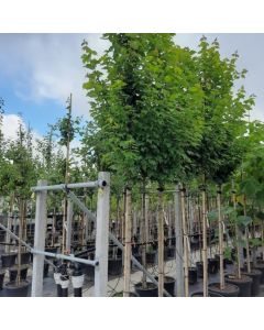 Acer rubrum 'Brandywine'