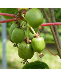 Actinidia arguta 'Geneva'