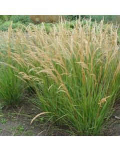 Achnatherum calamagrostis 'Algäu'