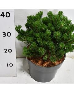 Pinus mugo 'Pumuckel'