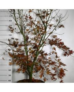 Acer palmatum 'Summer Sunset'