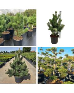Pinus nigra 'Oregon Green'