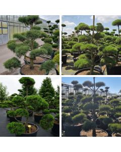 Pinus sylvestris 'Norske Typ'