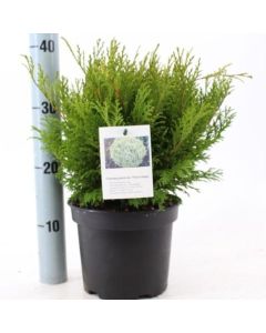 Chamaecyparis pisifera 'Filip's Happy Day'