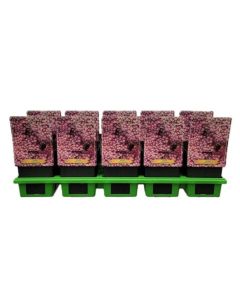 Achillea millefolium Rainbow Lightning Pink