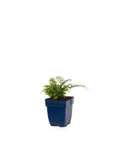 Athyrium niponicum 'Metalicum'