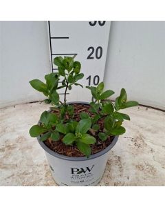 Aronia melanocarpa Revontuli mound