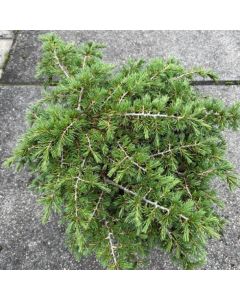 Cedrus l. 'Dino'