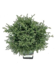 Chamaecyparis p. 'Cumulus' NEW