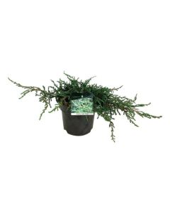 Juniperus comm. 'Ristol' NEW
