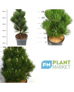 Pinus leucodermis 'Malinki'