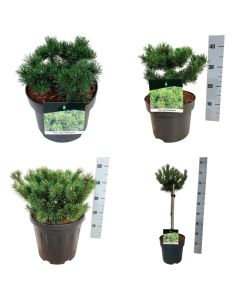 Pinus mugo 'Klosters Grun'