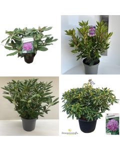 Rhodendron 'Ponticum Roseum Elegans'