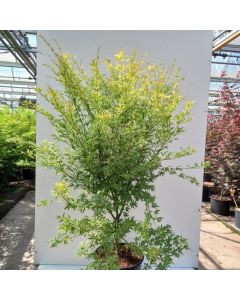 Acer pal. Metamorphosa