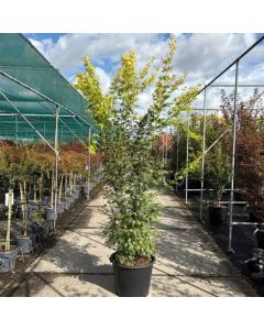 Acer pal. Orange Lace