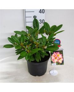 Rhododendron (Y) 'Bohl Roter Stern'