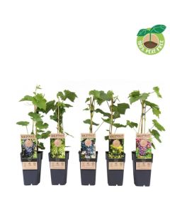 Vitis mix