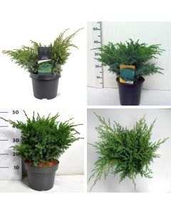 Juniperus squamata Blue Swede
