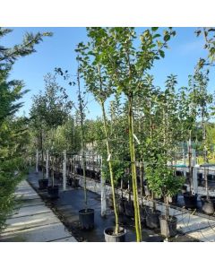 Malus domestica Manks Codlin